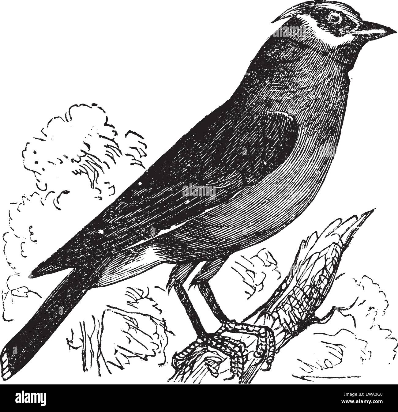 Irruptive bird migration Stock Vector Images - Alamy