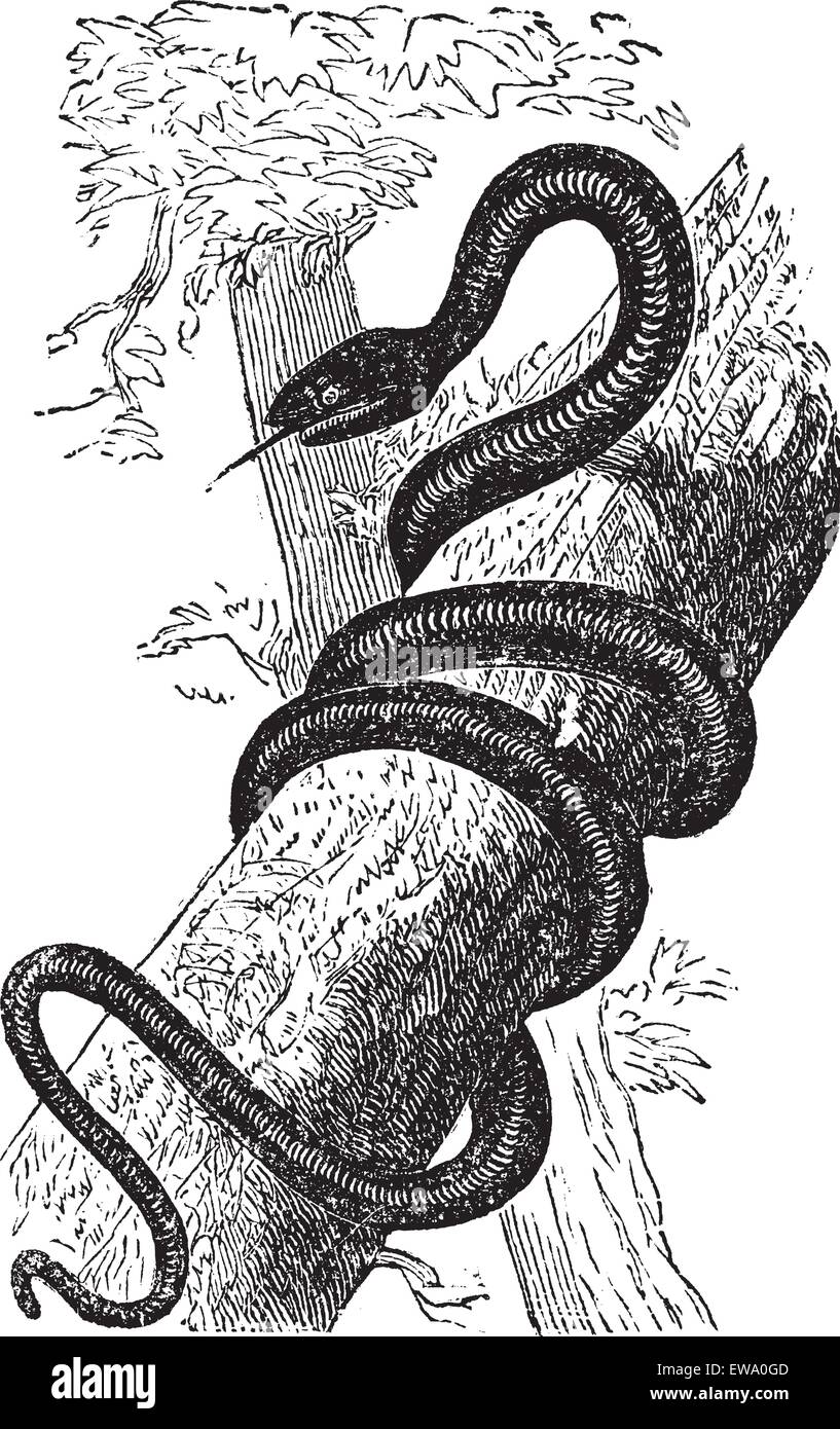 Eastern Racer or Coluber constrictor, vintage engraving. Old engraved illustration of an Eastern Racer. Stock Vector