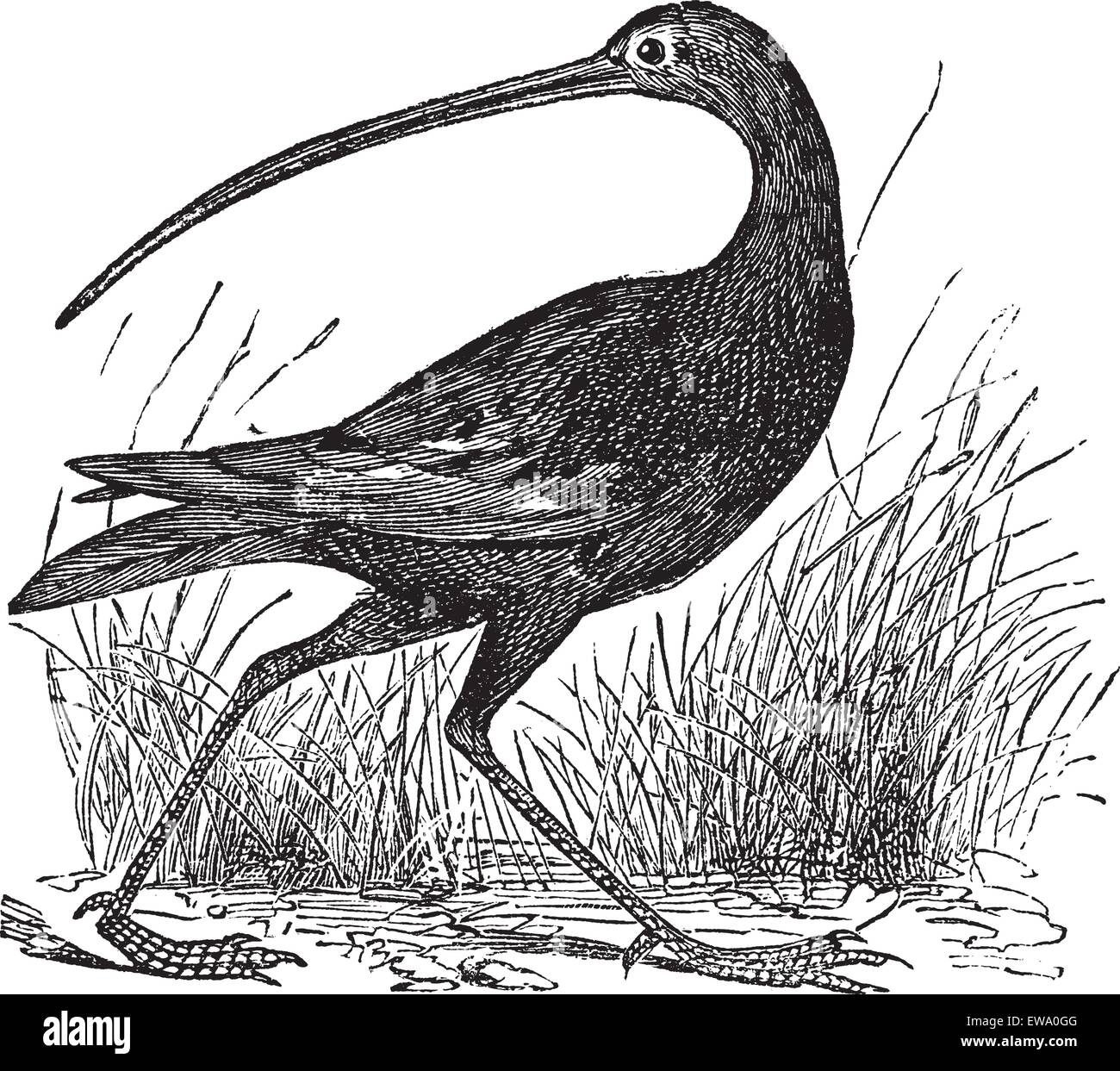 Slender-billed Curlew or Numenius tenuirostris, vintage engraving. Old engraved illustration of a Slender-billed Curlew. Stock Vector