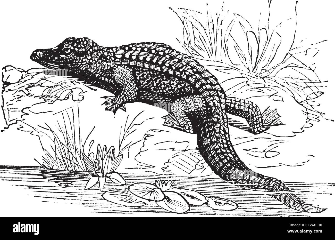 Nile Crocodile or Crocodylus niloticus, vintage engraving. Old engraved illustration of a Nile Crocodile. Stock Vector