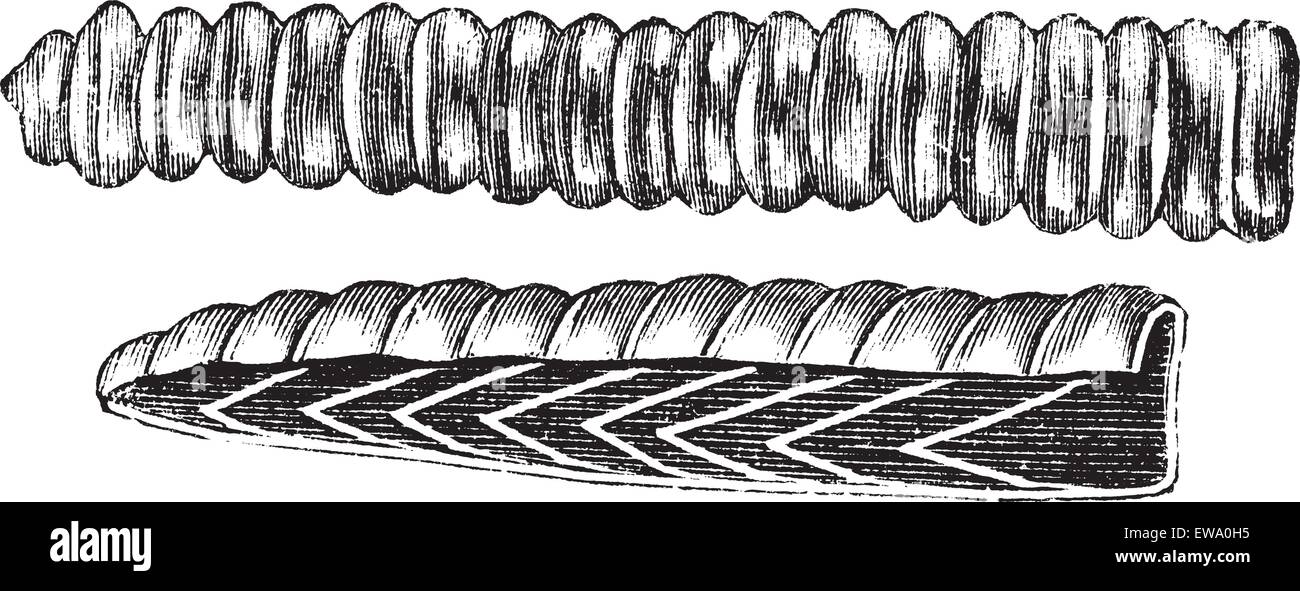 Rattlesnake Rattle, vintage engraving. Old engraved illustration of a Rattlesnake Rattle showing cross-section of the scale covering. Stock Vector