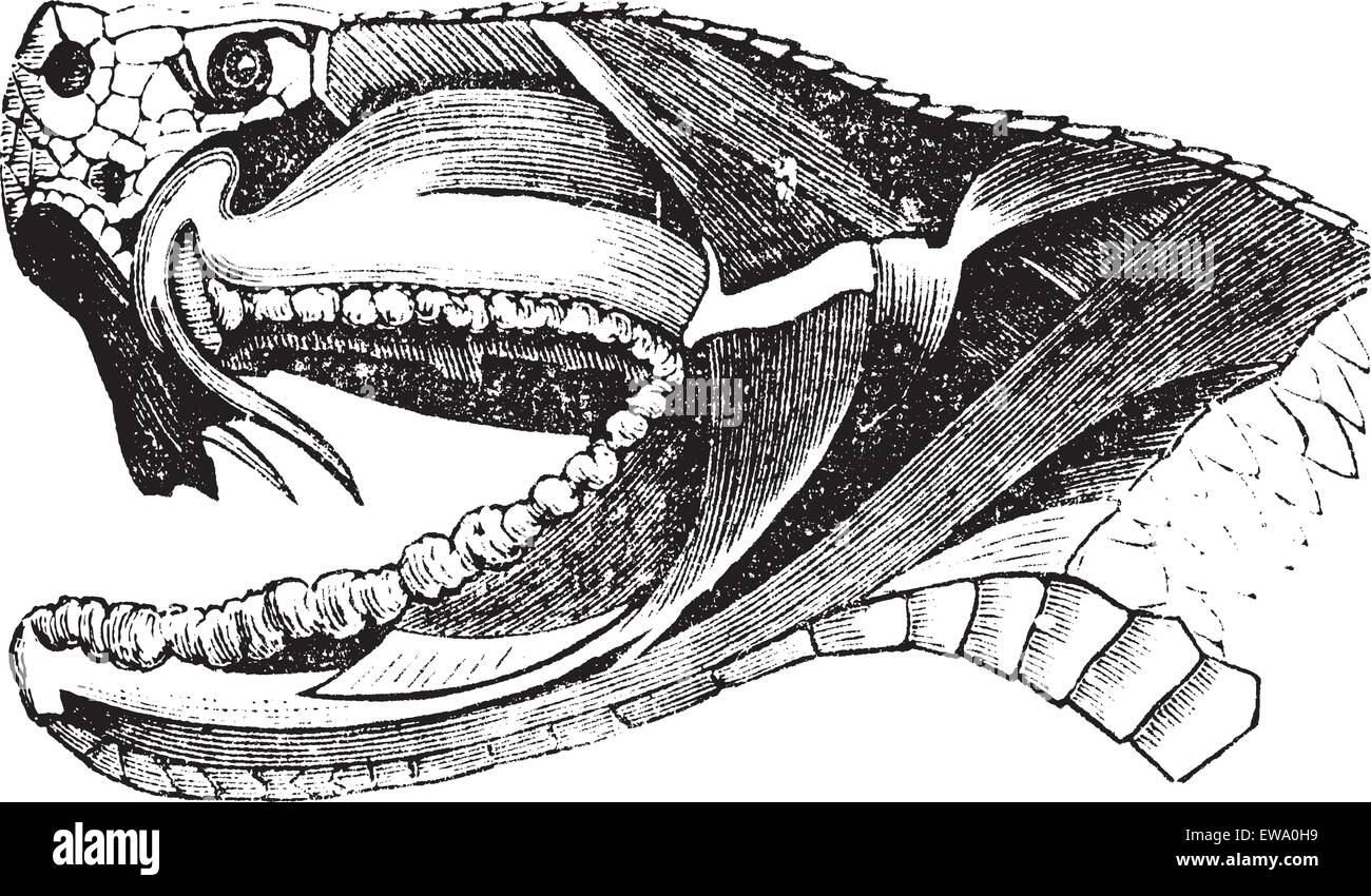 Viper Snake Head, vintage engraving. Old engraved illustration of section of a Viper Snake Head showing long fangs used to inject venom. Stock Vector