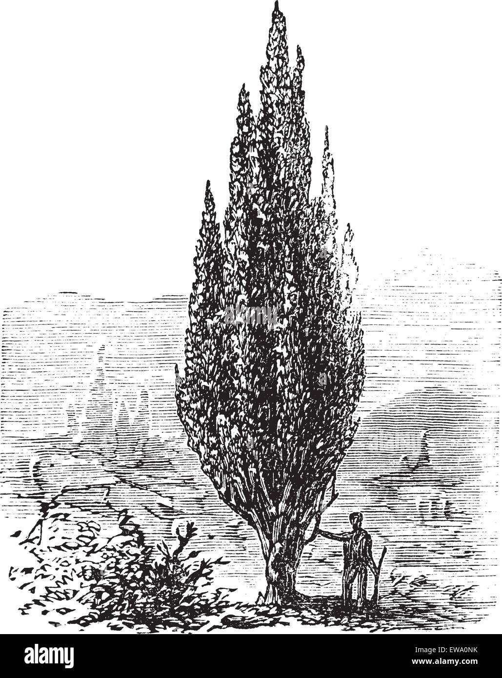 Mediterranean Cypress or Italian Cypress or Tuscan Cypress or Graveyard Cypress or Pencil Pine or Cupressus sempervirens, vintage engraving. Old engraved illustration of a man standing beside a Mediterranean Cypress tree. Stock Vector