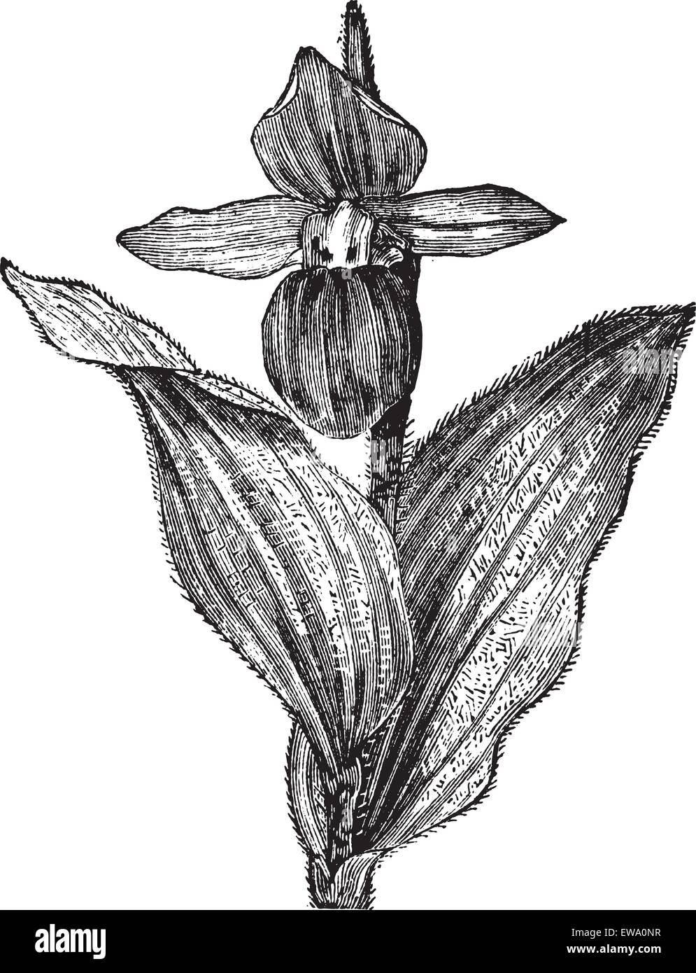 Lady's Slipper Orchid or Lady Slipper Orchid or Slipper Orchid or Cypripedium spectabile, vintage engraving. Old engraved illustration of a Lady's Slipper Orchid showing flower. Stock Vector