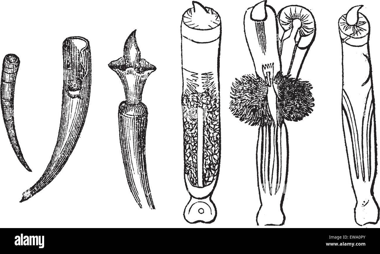 Tusk Shells or Dentalium entalis, vintage engraved illustration. Trousset encyclopedia (1886 - 1891). Stock Vector