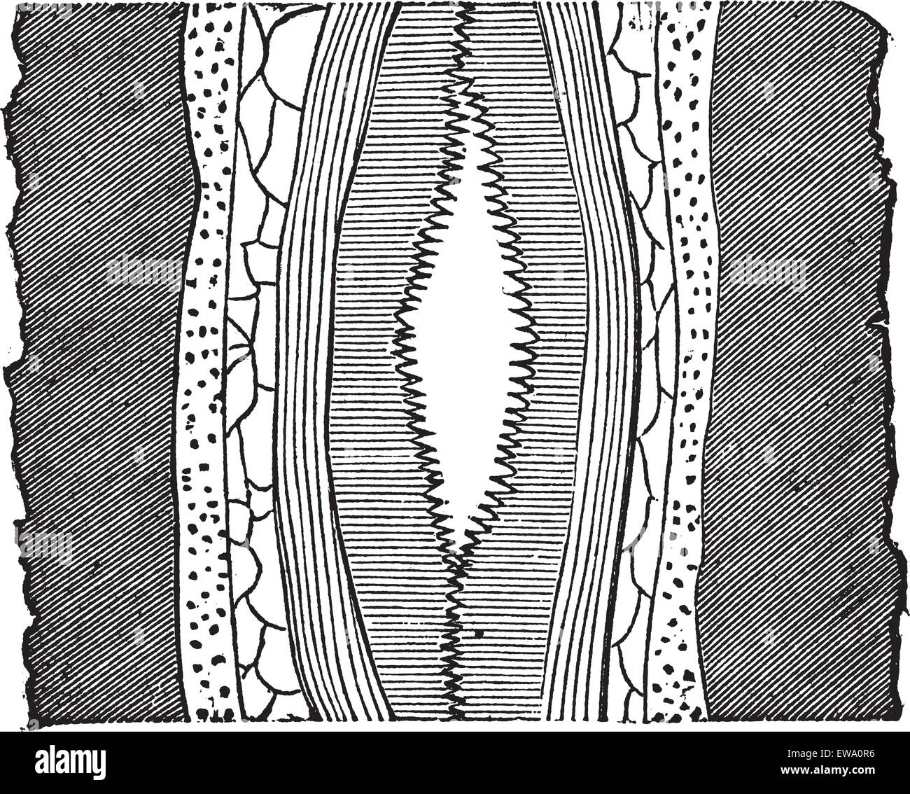 Geological Vein, illustration showing vein with cavity (center) splitting quartz into two portions, vintage engraved illustration. Trousset encyclopedia (1886 - 1891). Stock Vector