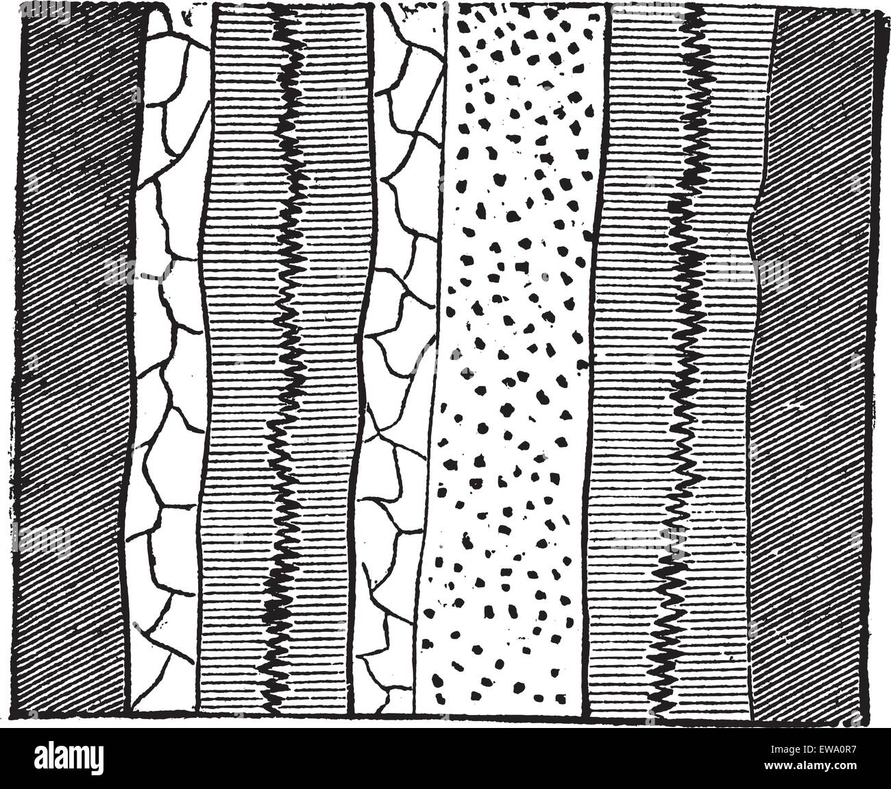 Geological Vein, illustration showing two veins splitting two separate layers of quartz into four portions, vintage engraved illustration. Trousset encyclopedia (1886 - 1891). Stock Vector
