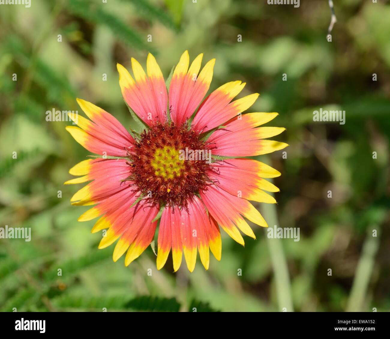 Indian Blanket Stock Photo