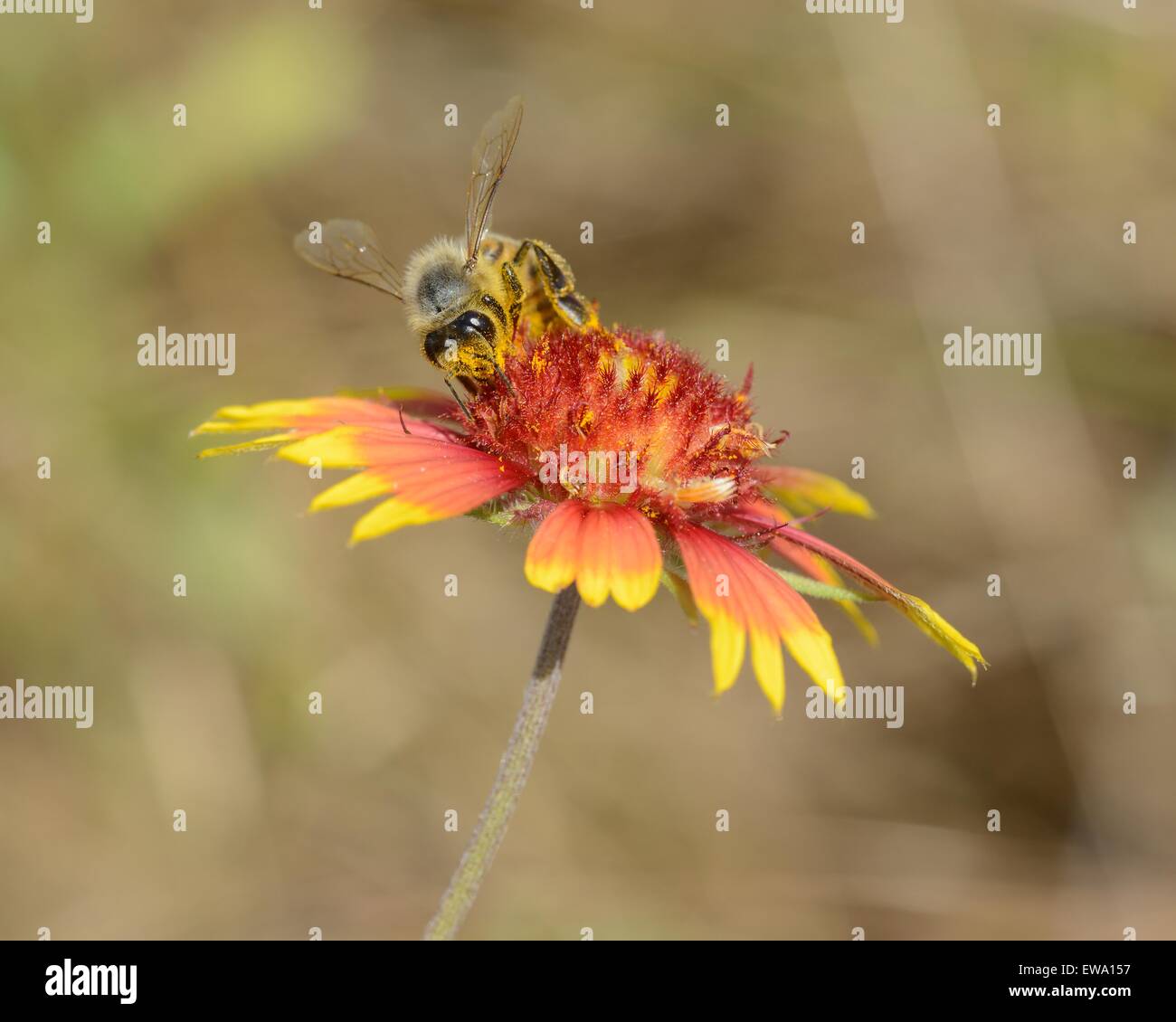 Indian Blanket wildflower with bee Stock Photo
