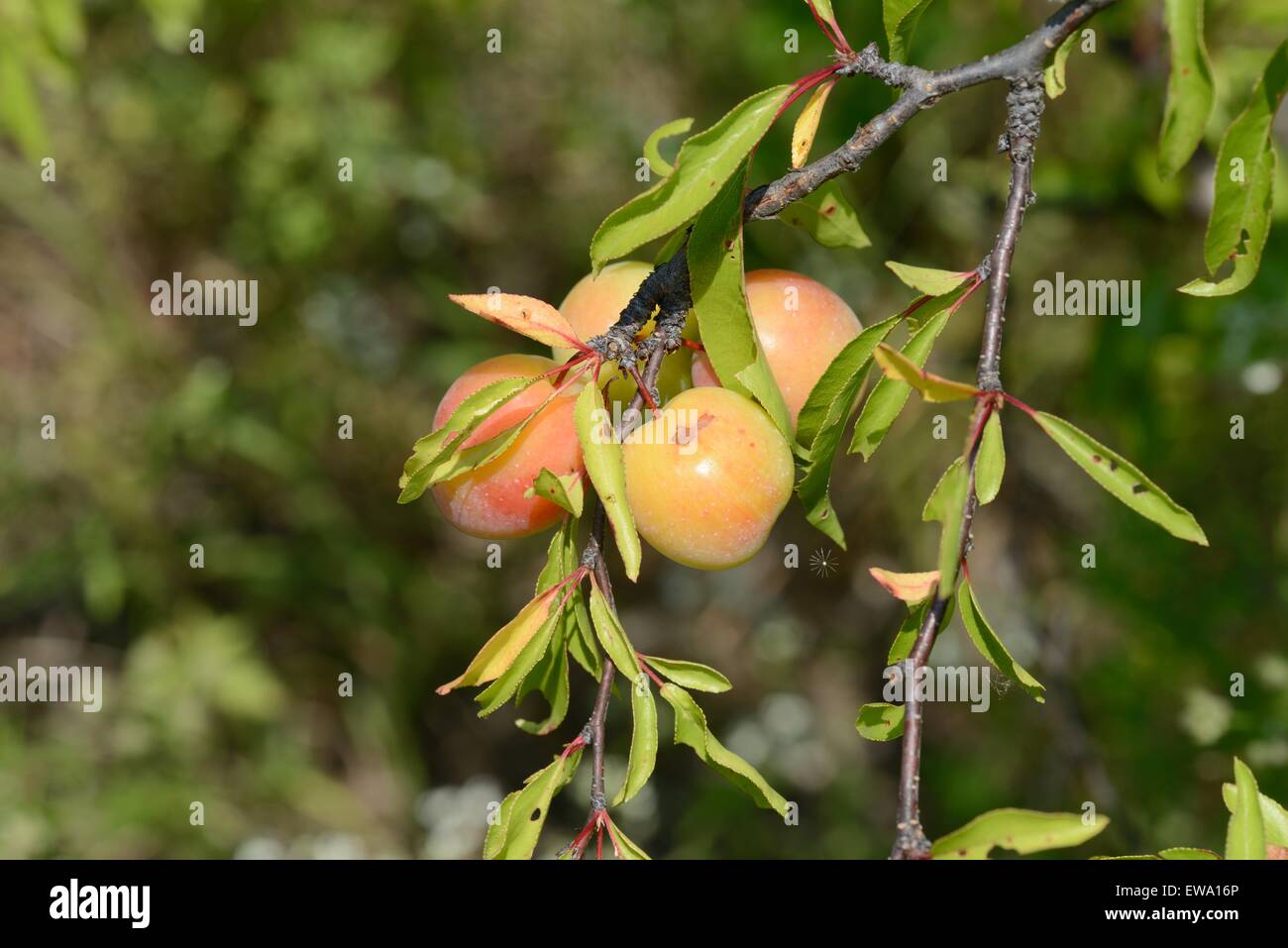 Chickasaw plum tree fruit Stock Photo