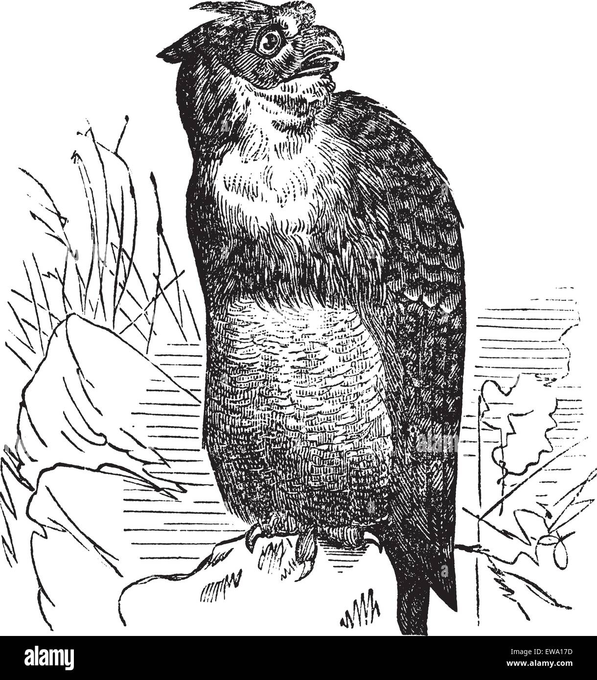 Great Horned Owl or Tiger Owl or Bubo virginianus, vintage engraving. Old engraved illustration of a Great Horned Owl. Stock Vector