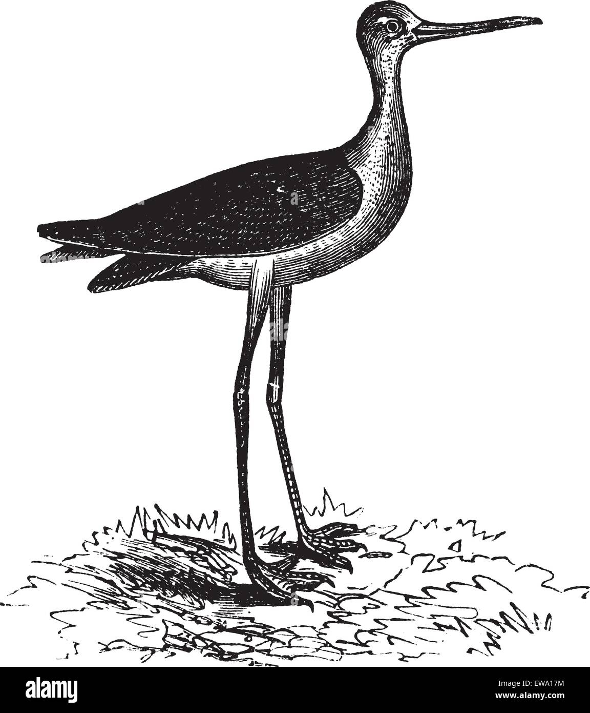 Stilt bird Stock Vector Images Alamy