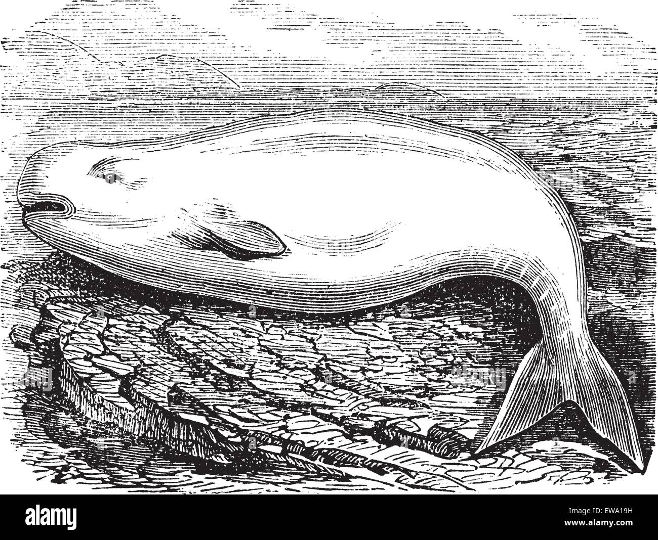 Beluga Whale or White Whale or Delphinapterus leucas, vintage engraving. Old engraved illustration of a Beluga. Stock Vector