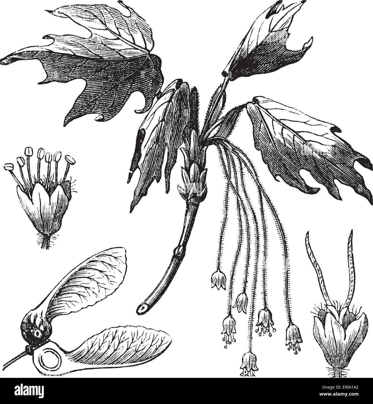 Silver Maple or Creek Maple or River Maple or Silverleaf Maple or Soft Maple or Water Maple or White Maple or Acer saccharinum, vintage engraving. Old engraved illustration of Silver Maple showing flowers and winged seed (lower left). Stock Vector