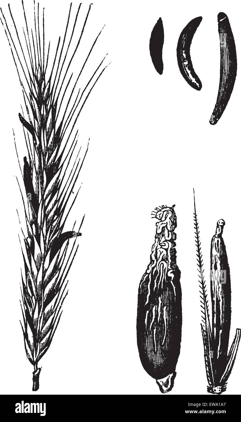 Rye or Secale cereale, vintage engraved illustration. Trousset encyclopedia (1886 - 1891). Stock Vector
