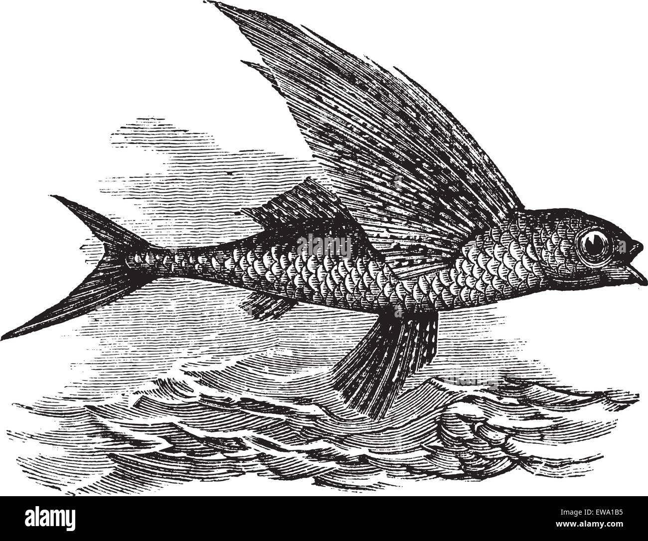Flying Fish or Exocoetidae, vintage engraving. Old engraved illustration of a Flying Fish. Stock Vector