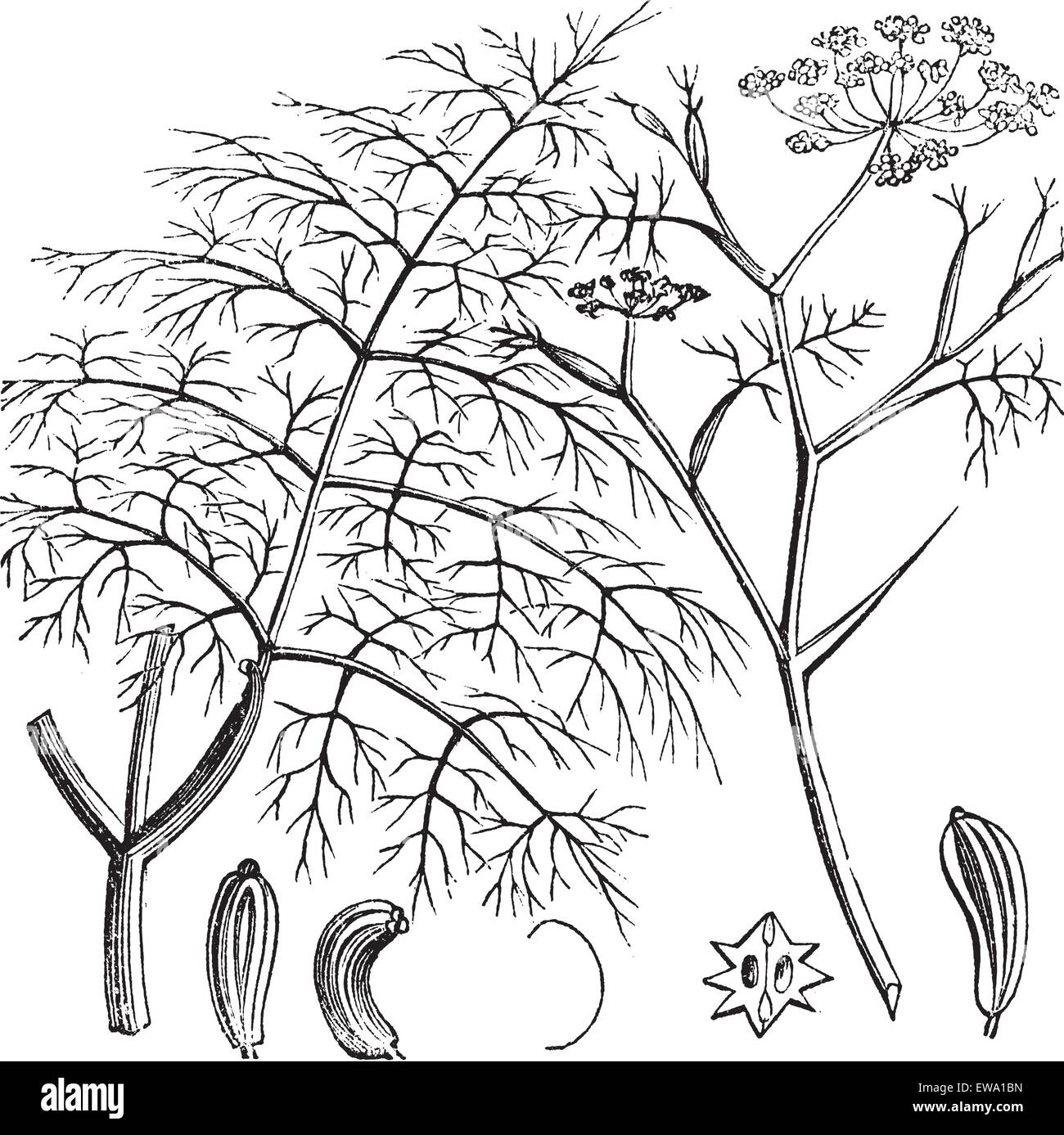 Common Fennel or Foeniculum vulgare, vintage engraving. Old engraved illustration of a Common Fennel showing seeds (bottom). Stock Vector