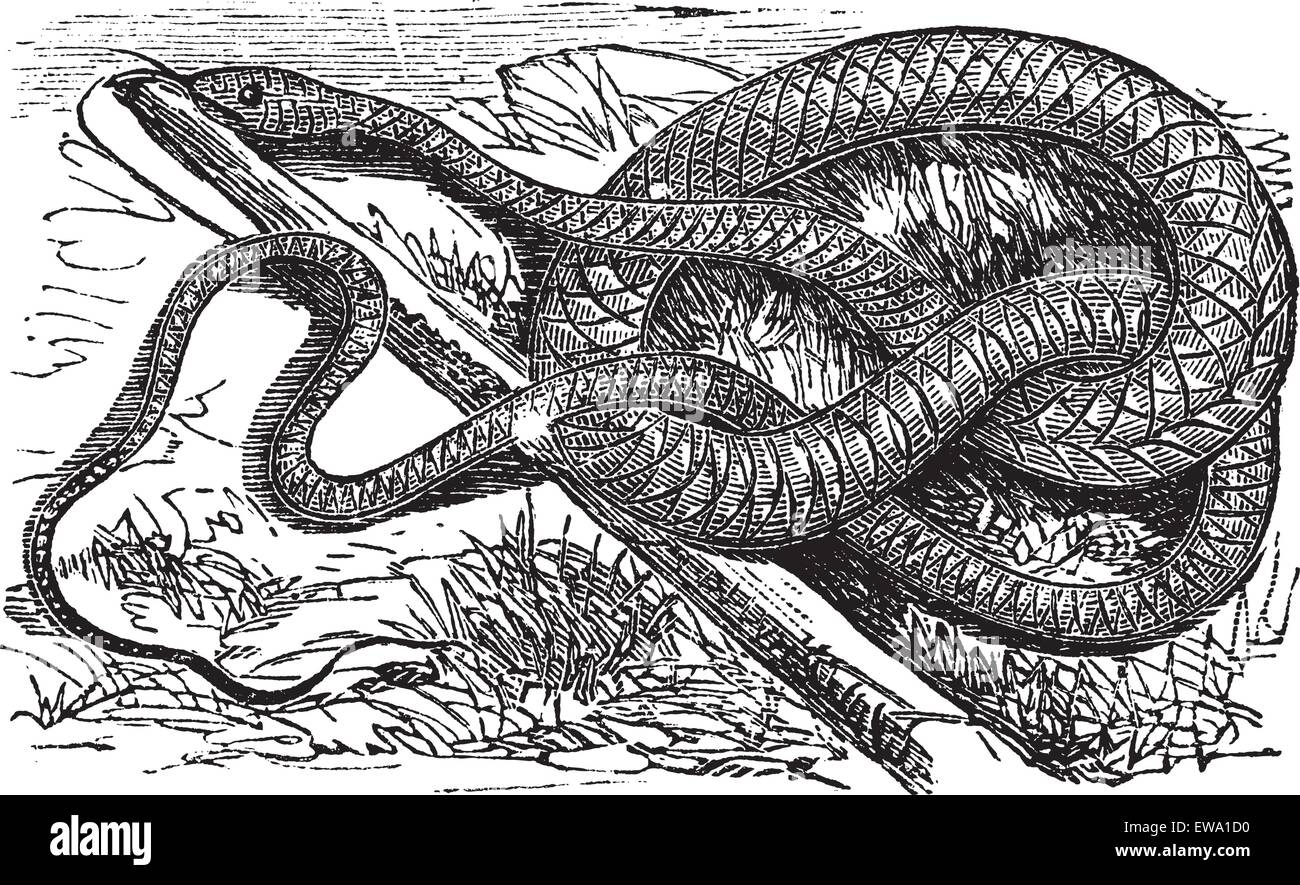Whipsnake or Coachwhip or Masticophis flagellum, vintage engraving. Old engraved illustration of a Whipsnake. Stock Vector