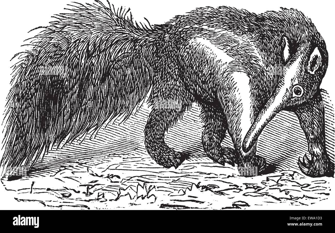Giant Anteater or Myrmecophaga tridactyla, vintage engraving. Old ...