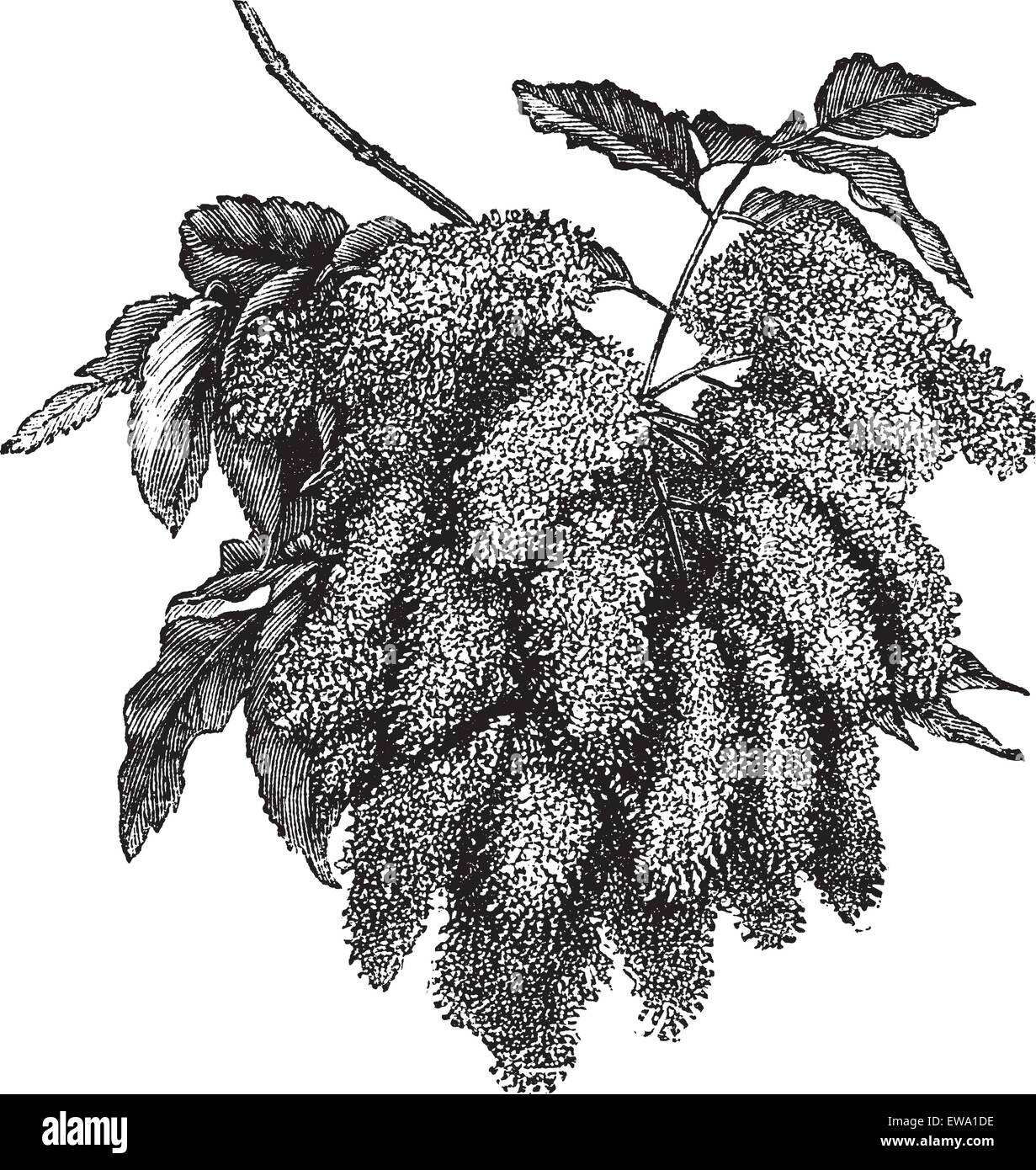 Fraxinus ornus or Flowering Ash or Manna Ash or South European Flowering Ash, vintage engraving. Old engraved illustration of Fraxinus ornus, isolated on a white background. Stock Vector