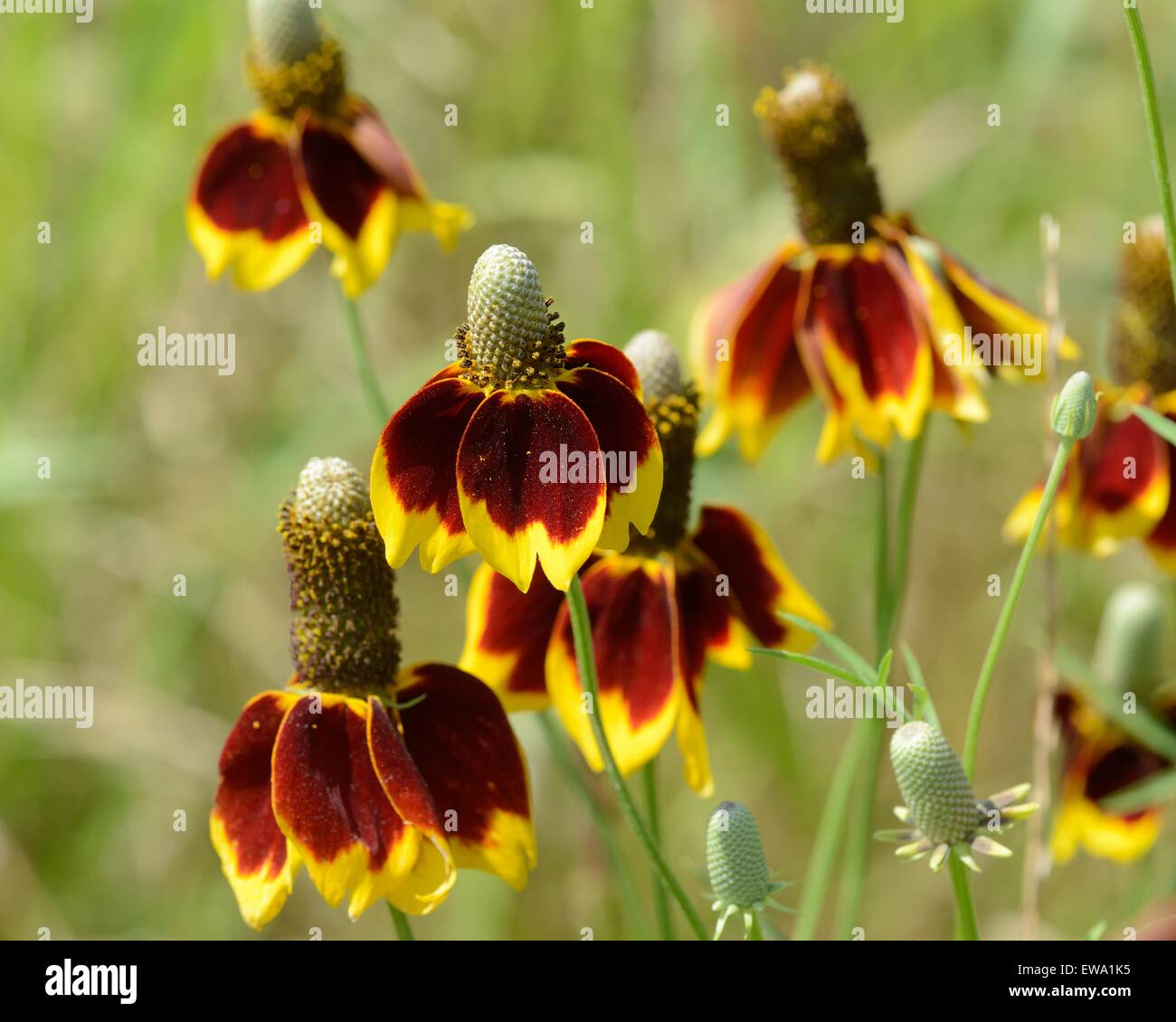 Mexican Hat wildflower Stock Photo