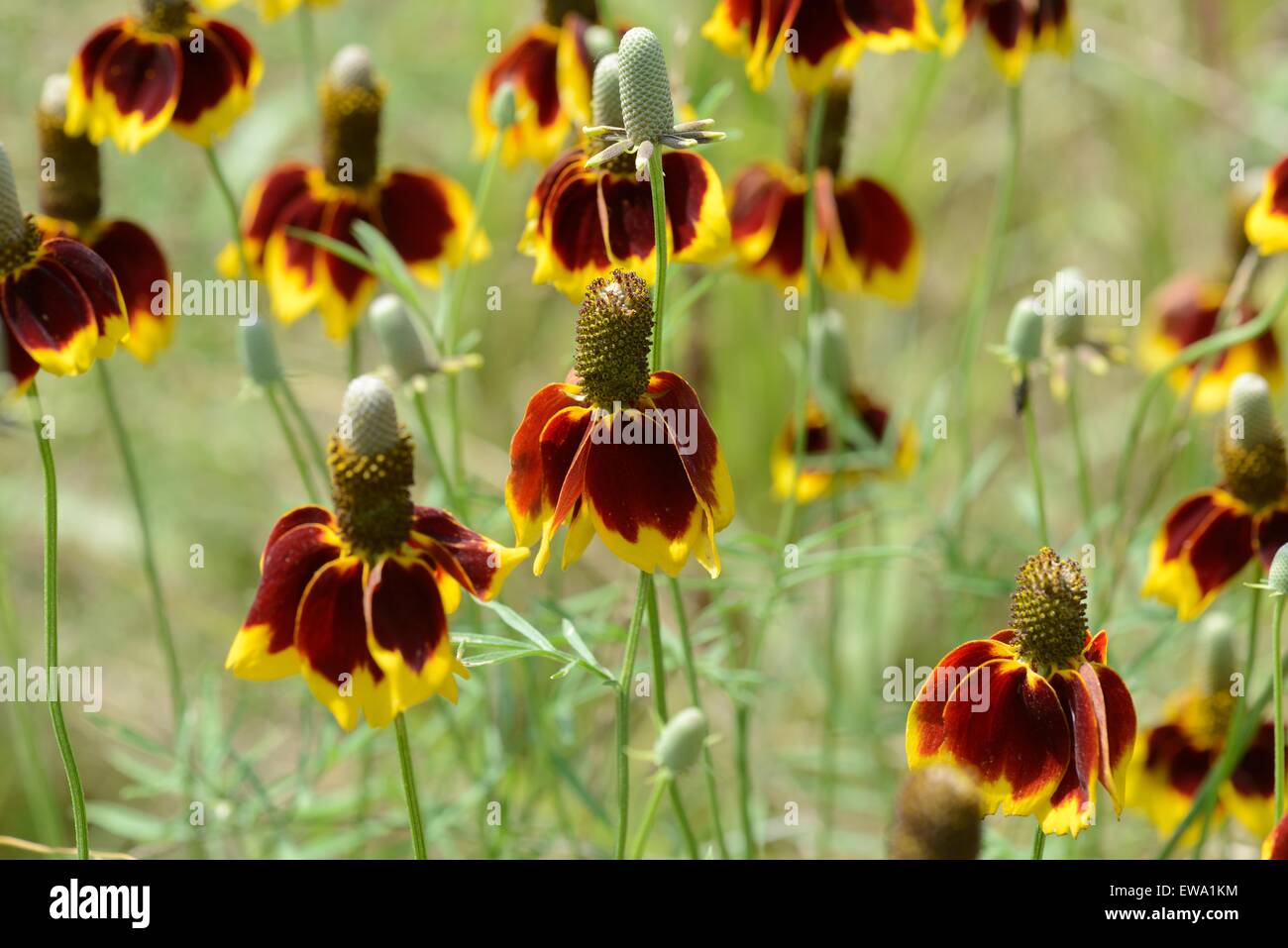 Mexican Hat wildflower Stock Photo