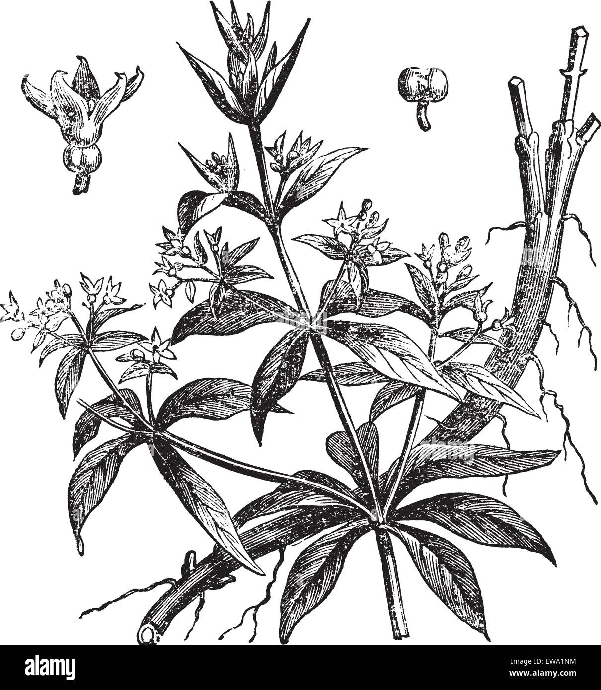 Rubia tinctorum or Common madder or Dyer's madder, vintage engraving. Old engraved illustration of Rubia tinctorum, isolated on a white background. Stock Vector