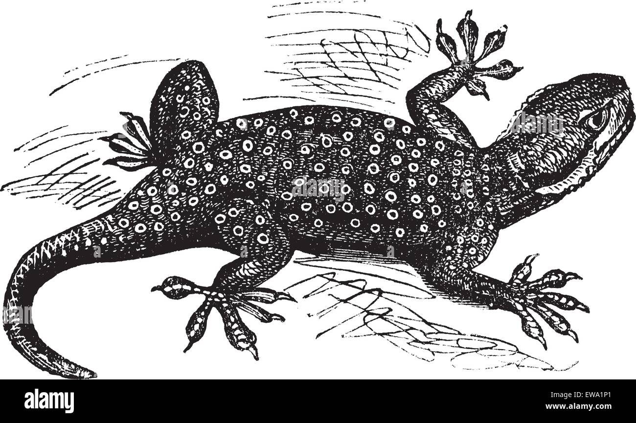 Sinai Fan-fingered Gecko or Ptyodactylus guttatus, vintage engraving. Old engraved illustration of Sinai Fan-fingered Gecko. Stock Vector