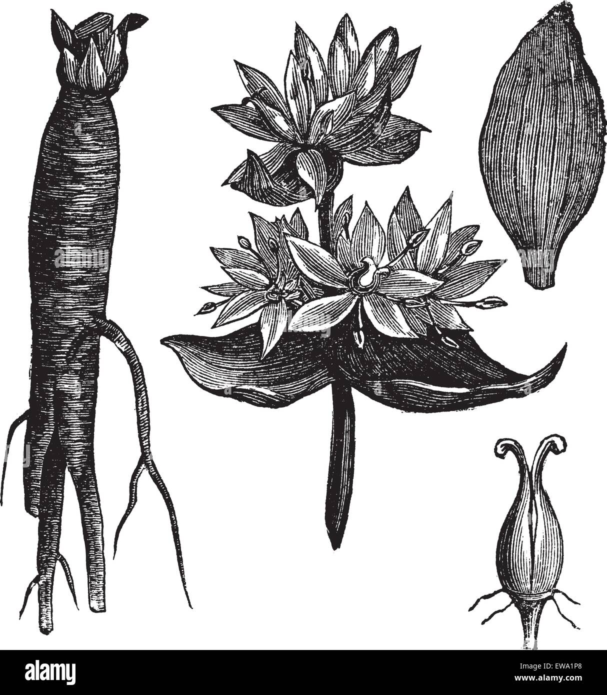 Great Yellow Gentian or Gentiana lutea or Yellow Gentian or Bitter Root or Bitterwort or Centiyane or Genciana, vintage engraving. Old engraved illustration of Great Yellow Gentian, flowers and leaves isolated on a white background. Stock Vector