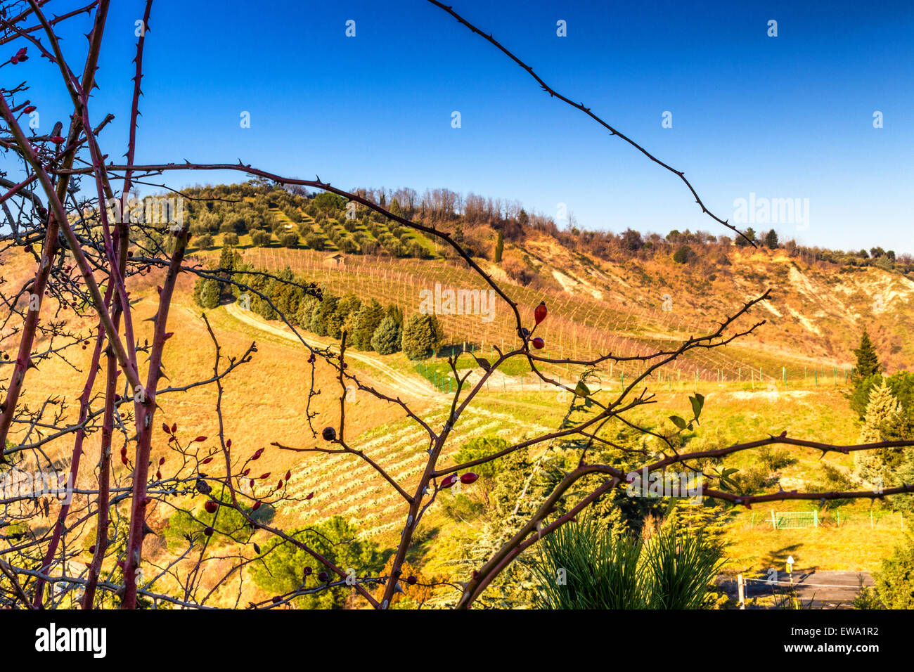 Red Berries In Foreground Country Fields In Background Hills Stock Photo Alamy Red hill groves has a long history of providing grove fresh florida citrus, starting with our humble beginnings selling florida oranges on our front porch in 1962. alamy