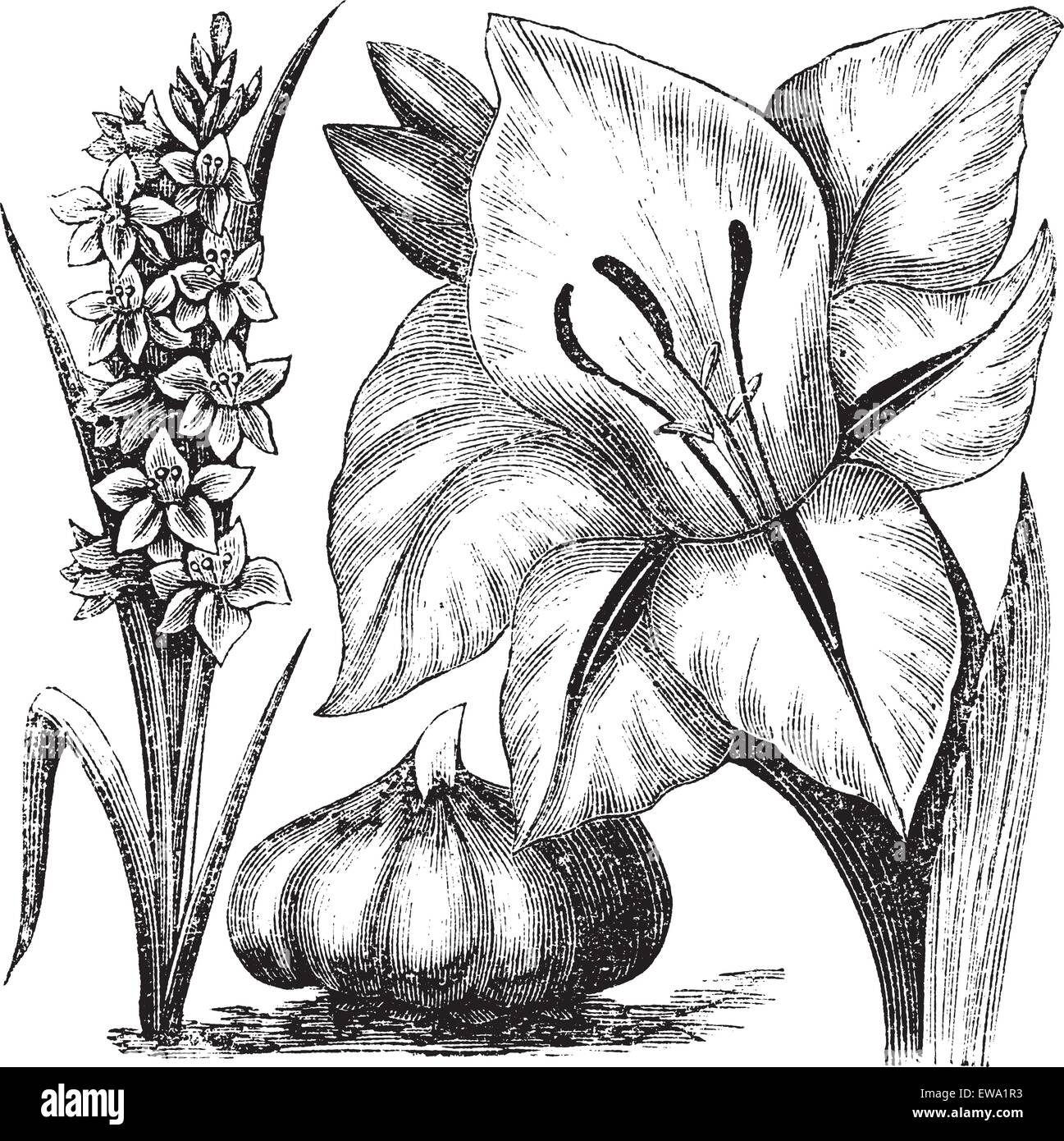 Gladiolus or sword lily, vintage engraving. Old engraved illustration of Gladiolus with Gladiolus communis, isolated on a white background. Stock Vector