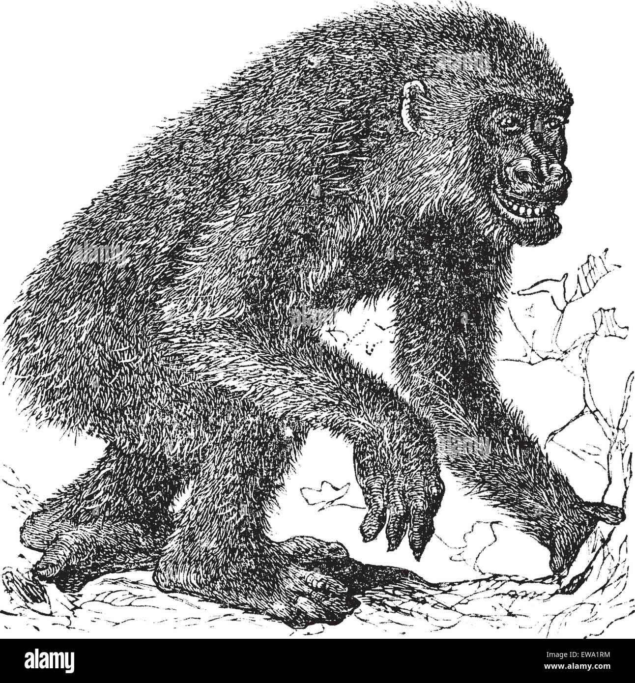 Gorilla, vintage engraving. Old engraved illustration of Gorilla, running in the meadow. Stock Vector