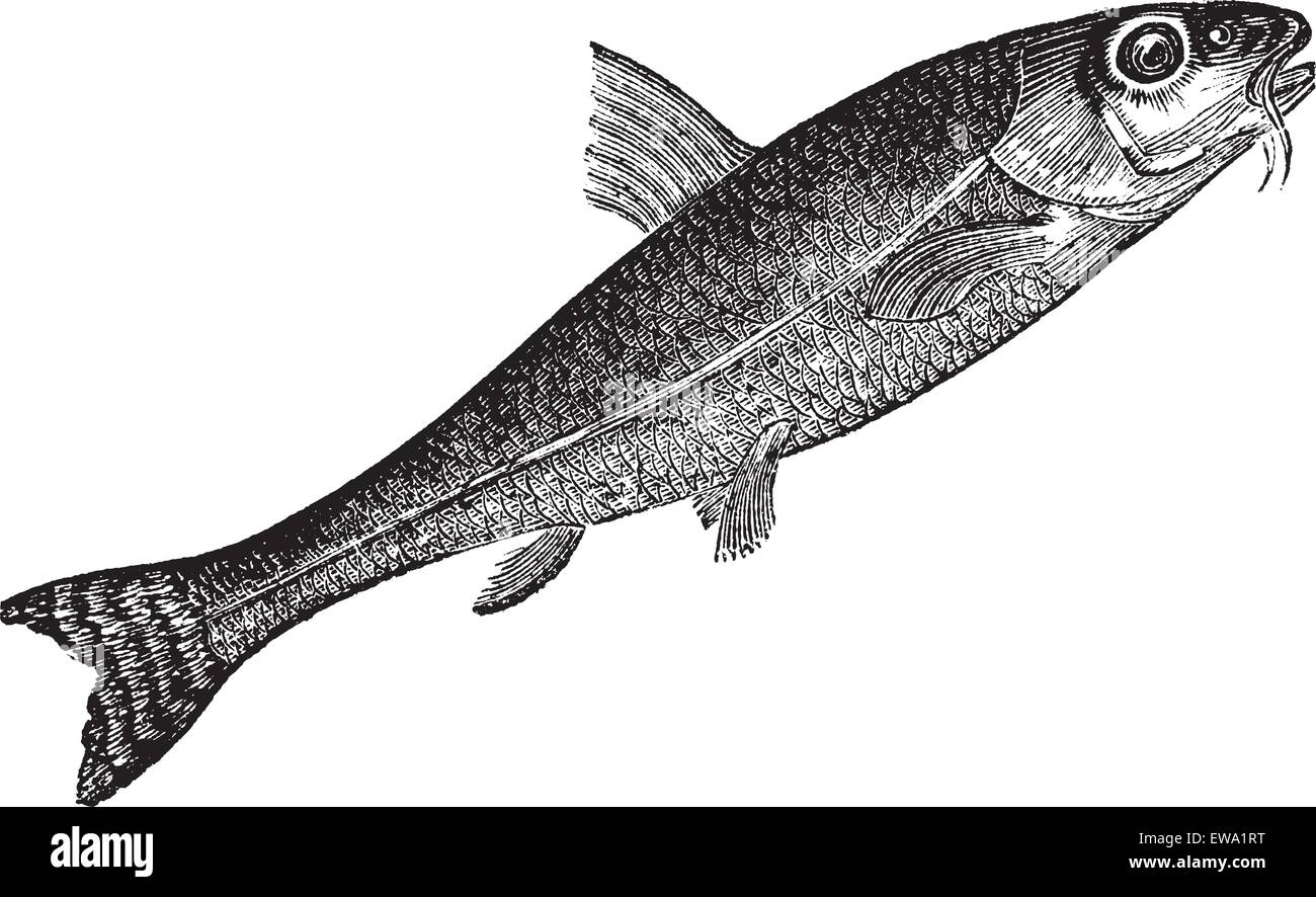 Gudgeon or Gobio gobio, vintage engraving. Old engraved illustration of Gudgeon, isolated on a white background. Stock Vector