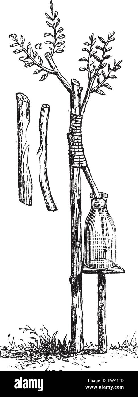 Fig. 5 Approach grafting or Inarching vintage engraving. Old engraved illustration of approach grafting. Stock Vector