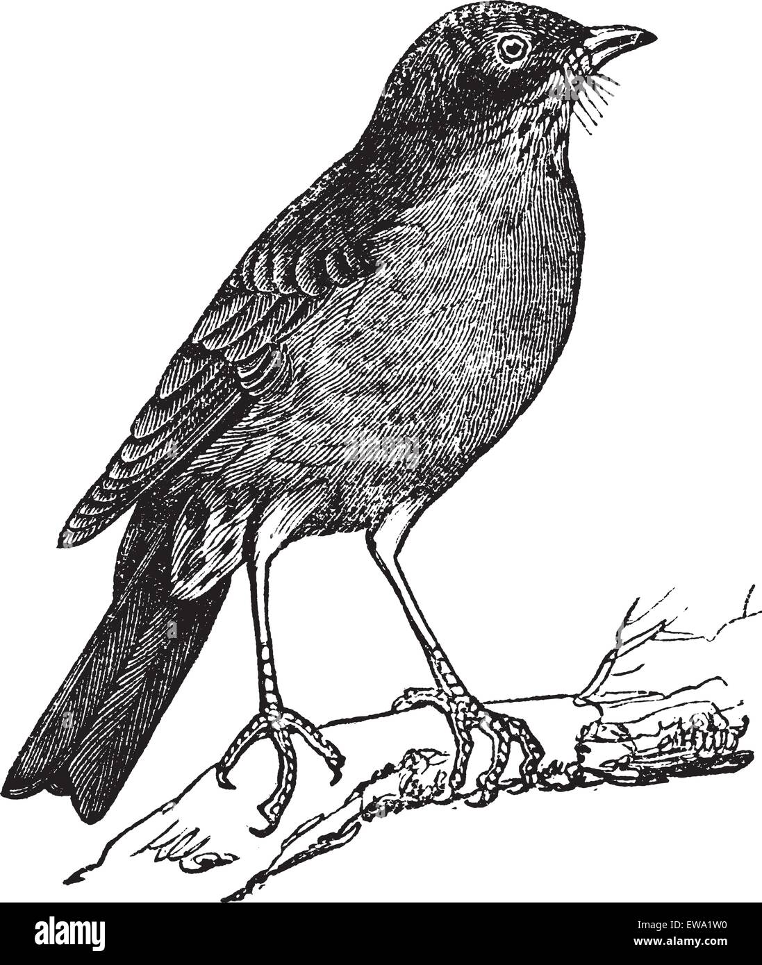 American Robin (Turdus migratorius) vintage engraving. Old engraved illustration of American robin perched on tree branch Stock Vector