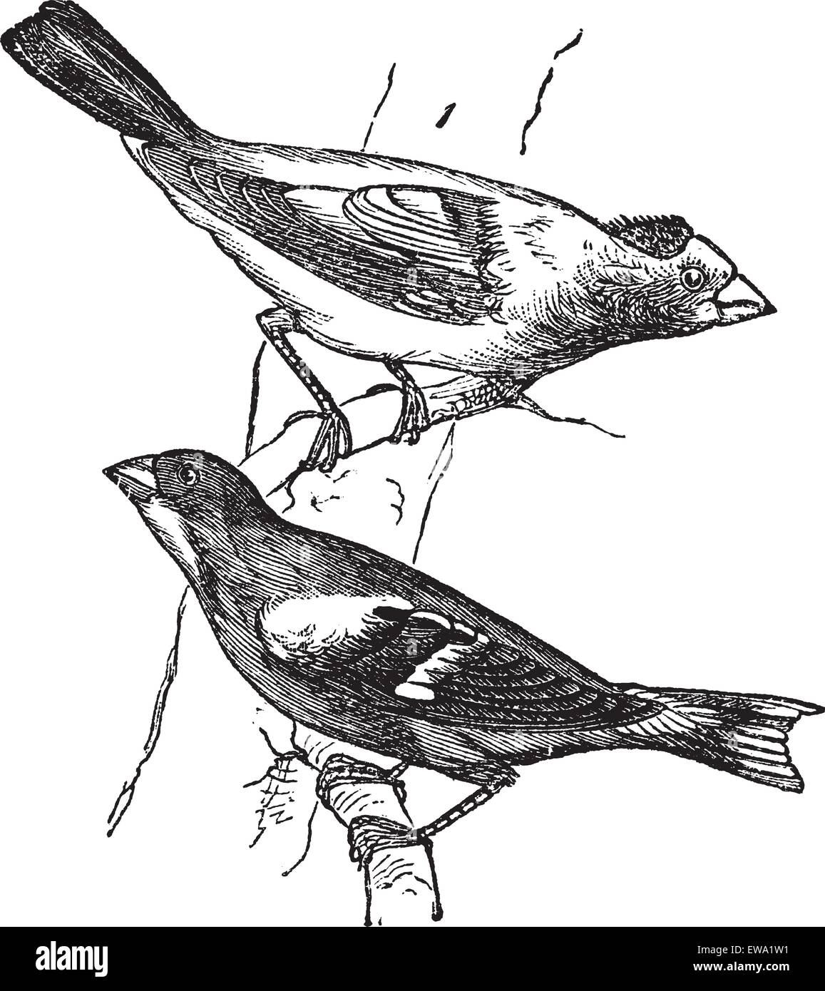 Evening grosbeak (Hesperiphona vespertina) or Finch 1.Male 2. Female vintage engraving. Old engraved illustration of male and female evening grosbeaks percing on tree branch. Stock Vector