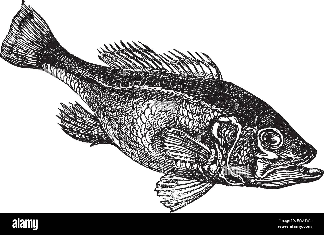 Largemouth bass (Micropterus salmoides) or widemouth bass or bigmouth or black bass or bucketmouth vintage engraving. Old engraved illustration of freshwater largemouth bass fish. Stock Vector