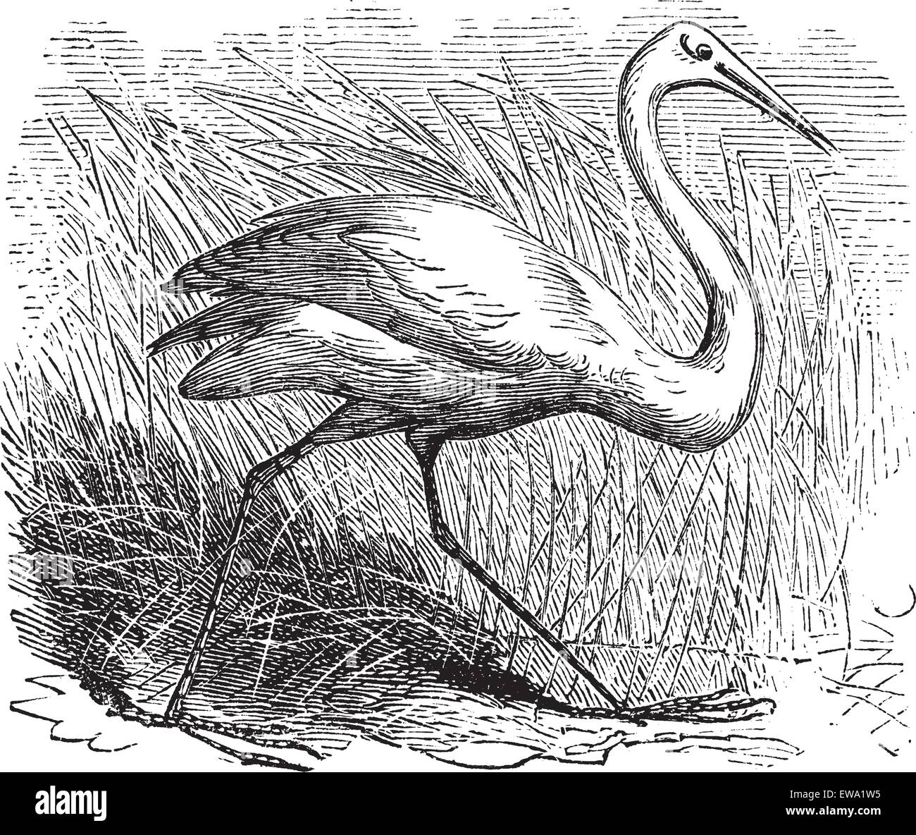 Whooping cranes (Grus Americana) vintage engraving.Old engraved illustration of a beautiful north american whooping crane. Stock Vector