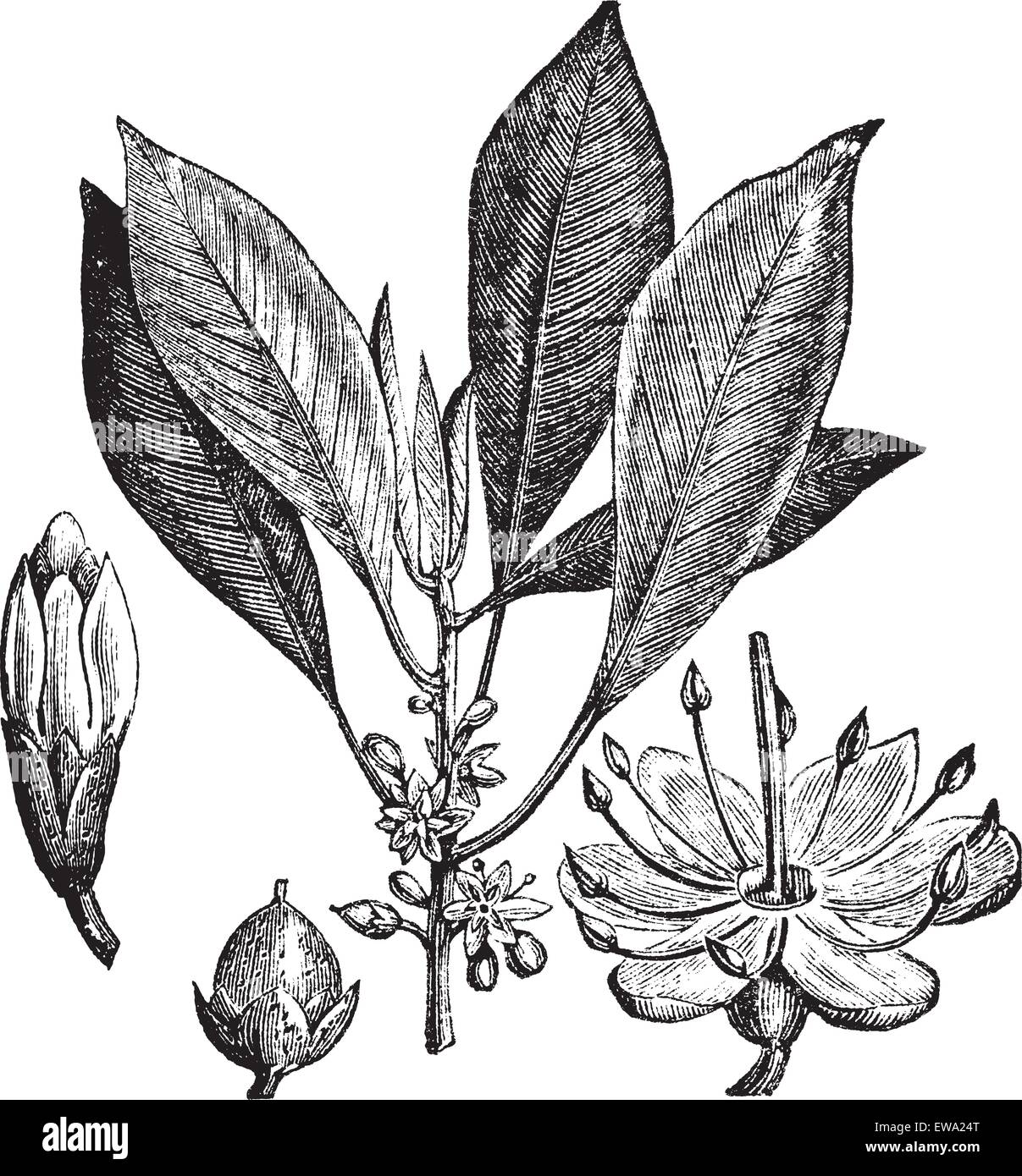 Gutta-percha (Isonandra gutta) or Palaquium gutta vintage engraving. Old engraved illustration of leaves, flowers and fruit of gutta percha. Stock Vector