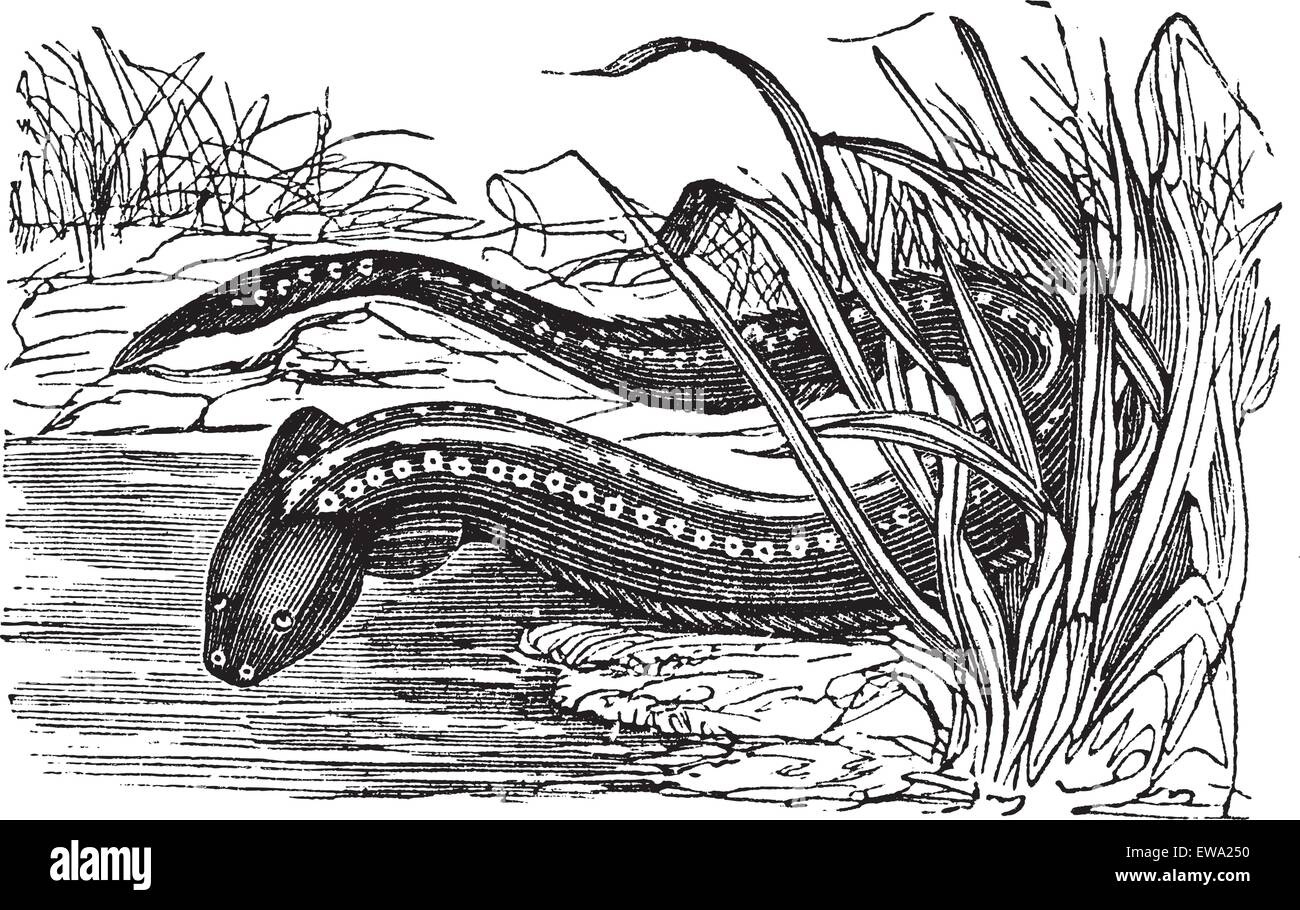 Gymnotus electricus or Electric eel (Electrophorus electricus) vintage engraving. Old engraved illustration of electric eel. Stock Vector