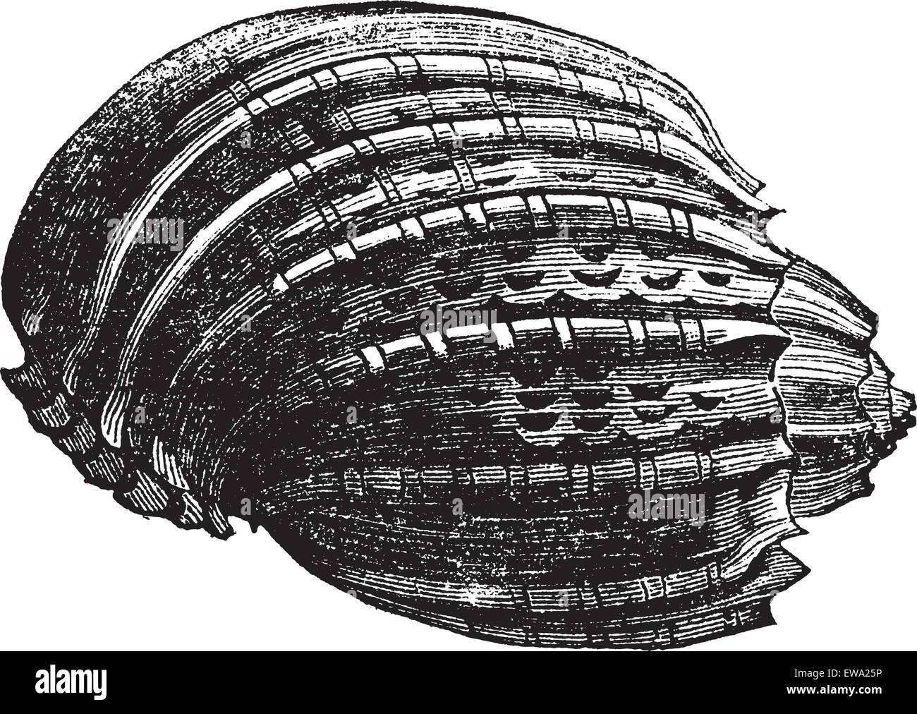 Harp (harp ventriculata) vintage engraving. Old engraved illustration of the harp shell. Stock Vector