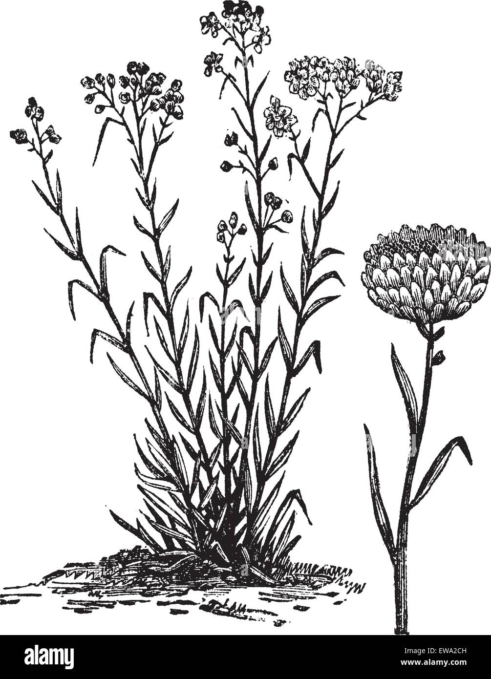 Helichrysum orientale, vintage engraving. Old engraved illustration of Helichrysum orientale with isolated flower on a white background. Stock Vector