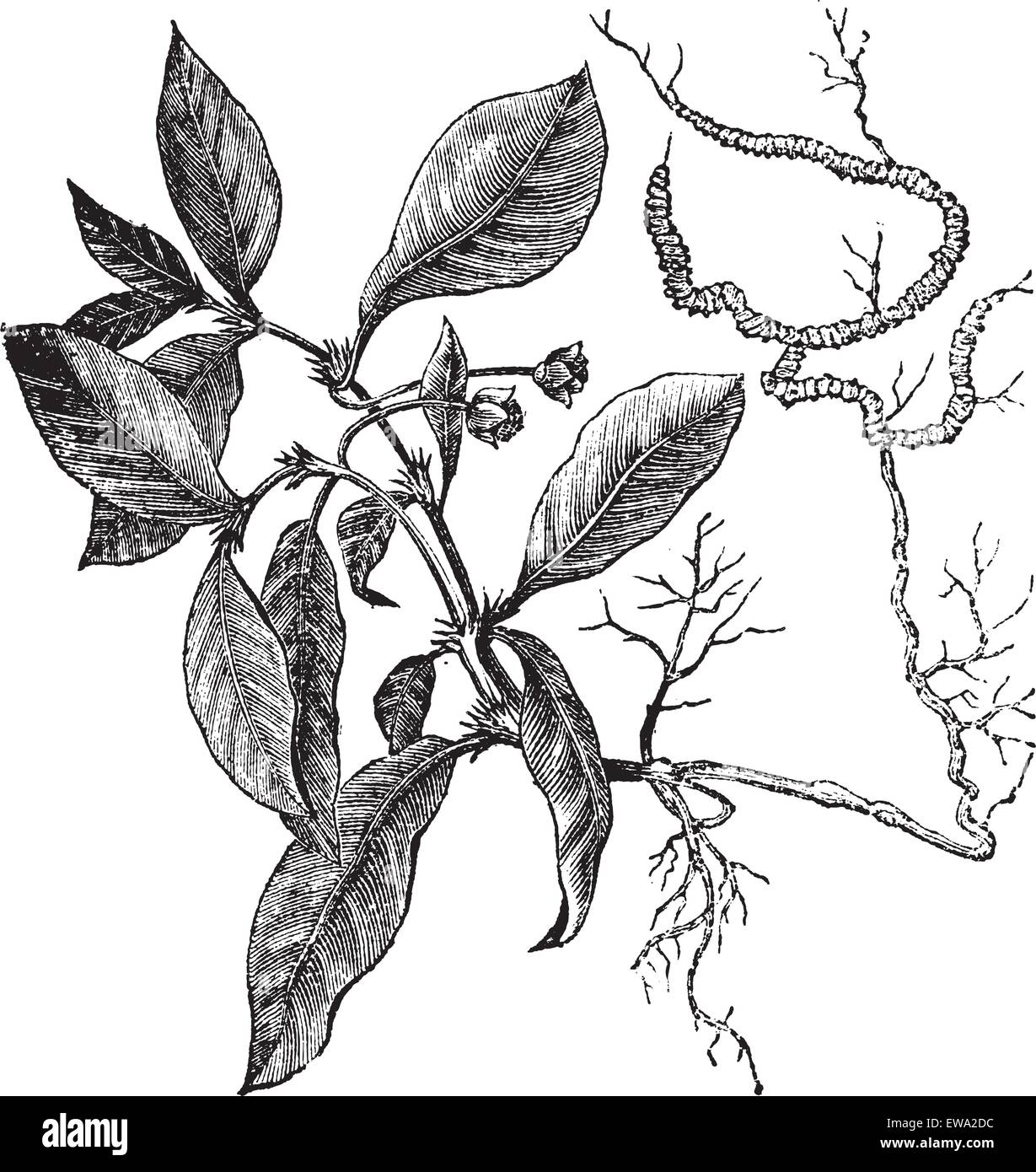 Ipecacuanha or Psychotria ipecacuanha or Callicocca ipecacuanha or Carapichea ipecacuanha or Cephaelis ipecacuanha or Uragoga ipecacuanha or Evea ipecacuanha, vintage engraving. Old engraved illustration of Ipecacuanha with its root isolated on a white background. Stock Vector