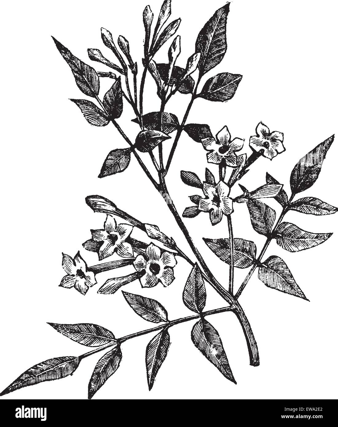 Common Jasmine or Jasminum officinale or Poet's Jasmine or Jessamine, vintage engraving. Old engraved illustration of Common Jasmine isolated on a white background. Stock Vector