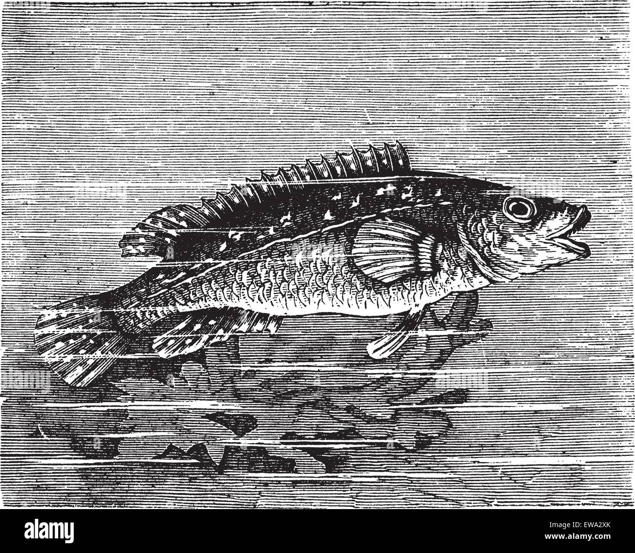 Vicille sea (Labrus maculatus) or Ballan wrasse or wrasse vintage engraving. Old engraved illustration of Labrus maculatus. Stock Vector