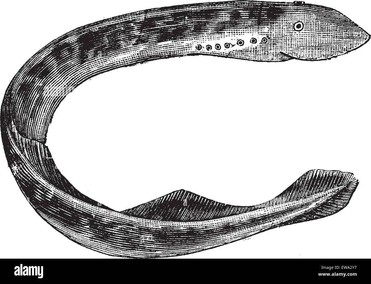 Lamprey of america (Petromyzon Americanus) or Sea lamprey vintage engraving. Old engraved illustration of Lamprey of america isolated on white Stock Vector