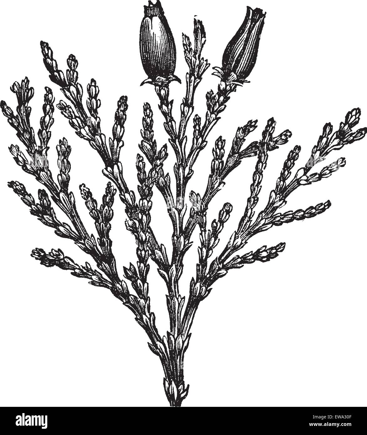 Calocedrus or Libocedrus decurrens or Incense-cedar vintage engraved illustration. Trousset encyclopedia (1886 - 1891). Stock Vector