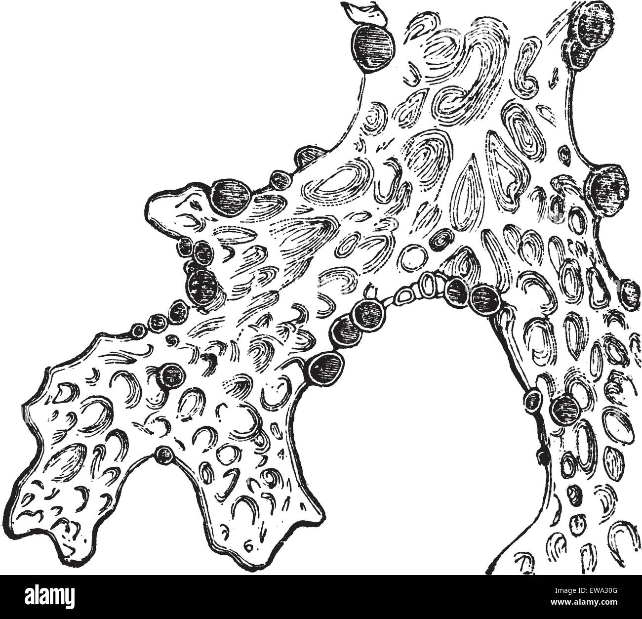 Lung lichen (Sticta pulmonacea) or lung lichen or Lobaria pulmonaria or lungwort lichen or oak lungwort or lung moss vintage engraved illustration. Trousset encyclopedia (1886 - 1891). Stock Vector