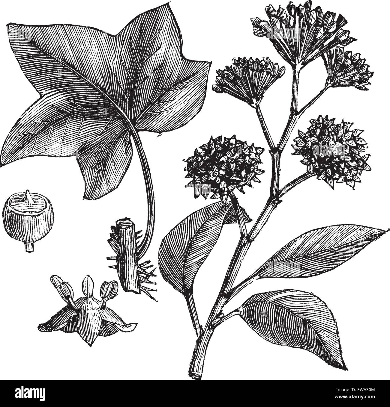 English ivy (Hedera helix) or Common ivy vintage engraved illustration. Trousset encyclopedia (1886 - 1891). Stock Vector