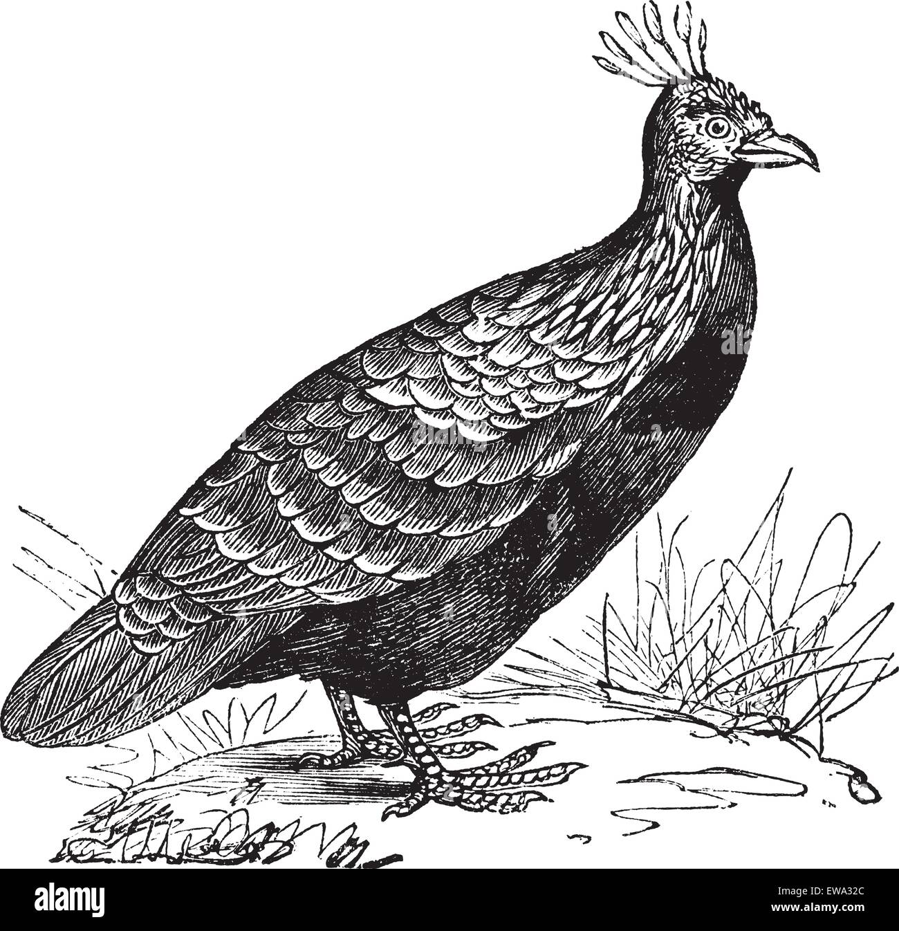 Himalayan Monal or Lophophorus impejanus or Impeyan Monal or Impeyan Pheasant or Danphe or Danfe, vintage engraving. Old engraved illustration of Himalayan Monal (Male) in the meadow. Stock Vector